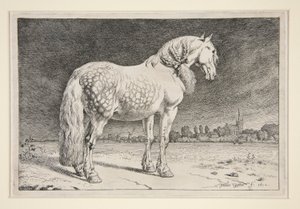 Friesland Atı by Paulus Potter