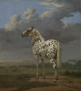 "Piebald" Atı, c.1650-4 (tuval üzerine yağlı boya) by Paulus Potter
