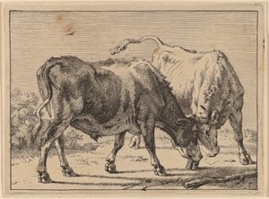İki Öküz Dövüşü by Paulus Potter