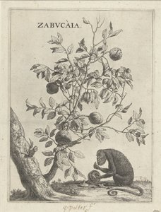 Zabucaiaboom en een aap Zabvcàia (nesne üzerindeki başlık) by Paulus Potter
