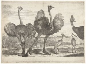 Devekuşları, Cassowary ve Kaşık Gagası Versailles Hayvanat Bahçesinden Kuşlar (dizi başlığı)