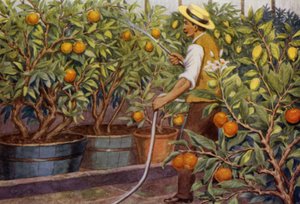 Portakal ve limon (renkli lito)