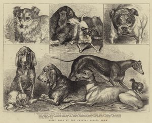 Crystal Palace Show'da Ödül Köpekleri