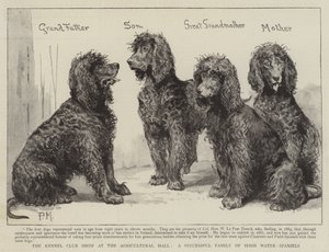 Başarılı Bir İrlandalı Su-Spaniel Ailesi olan Tarım Salonundaki Kennel Club Gösterisi by Percy Macquoid