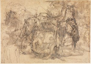 Hayvan Eskizleri verso, c. 154547. by Perino del Vaga