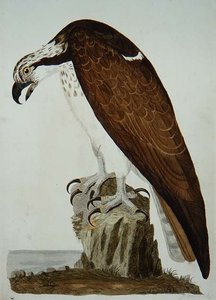 Kel Şahin, 