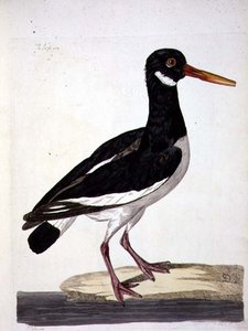Peter Mazell tarafından oyulmuş (fl.1761-97) 1766 (gravür) 