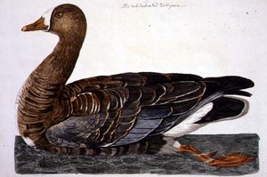 Beyaz Önlü Kaz (Anser albifrons) levhası, 
