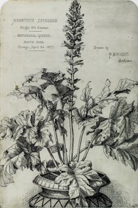 Acanthus Spinosus, Sunum Çizimleri