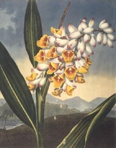 Robert Thornton, pub'ın 'Flora Tapınağı'ndan Caldwall tarafından kazınmış Nodding Renealmia. 1801 (renkli gravür) by Peter Charles (after) Henderson