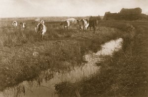 Bataklıkta Sığır, c.1886