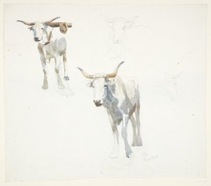 İtalyan boğaları. Papa by Peter Hansen