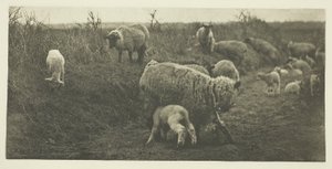 Bir Mart Pastoral (Suffolk) by Peter Henry Emerson