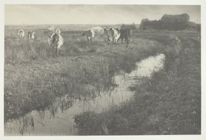 Bataklıktaki Sığırlar by Peter Henry Emerson