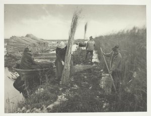 Kamış Hasadı Sırasında by Peter Henry Emerson