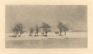 Boğumlu Dikenli Ağaçlar by Peter Henry Emerson