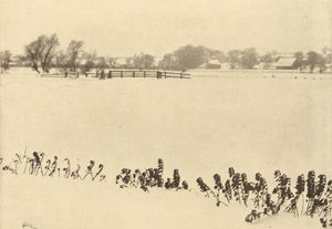bataklık otları by Peter Henry Emerson