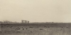 Kuzey Denizi kıyısındaki bataklıklar by Peter Henry Emerson