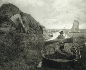 Reed
