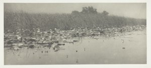 Su zambakları by Peter Henry Emerson