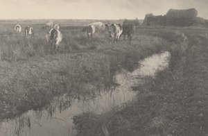 Bataklıklarda Sığır by Peter Henry Emerson and T.F. Goodall