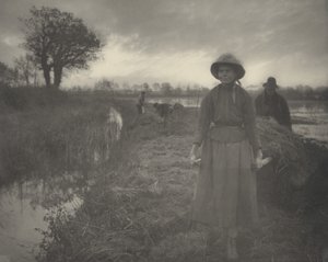 Marsh Hay