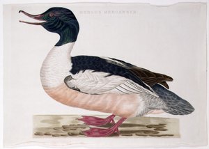 Ortak Merganser