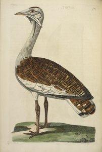 Erkek Bustard, Thomas Pennant