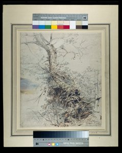 Bir çitin yanında, gövdesi böğürtlenlerle kaplı, ölmekte olan bir ağaç, c.1618-20 (kağıt üzerinde yıkanmış tebeşirler üzerine kalem ve mürekkep) by Peter Paul Rubens
