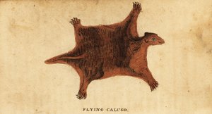 Filipin uçan lemur, Cynocephalus uçan., 1800 (gravür) by Peter Simon Pallas