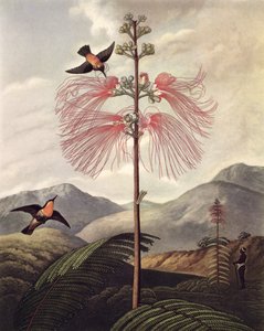 Büyük Çiçekli Hassas Bitki, Thomas Medland (c.1765 – 1833), c.1799-1807 (aquatint & stipple) tarafından oyulmuş by Philip (after) Reinagle