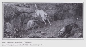 Eski İngiliz Çalışan Teriyerleri (lito) by Philip (after) Reinagle