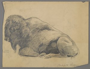 Bizon (kağıt üzerinde grafit) by Philip H. Wolfrom