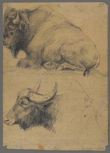 Bizon ve manda başı (kağıt üzerinde grafit) by Philip H. Wolfrom
