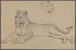 Oturan dişi aslan (grafit ve kağıt üzerine mürekkep) by Philip H. Wolfrom