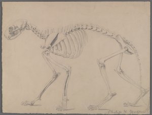 Skeleton y