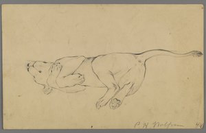 Uyuyan dişi aslan (kağıt üzerinde grafit) by Philip H. Wolfrom