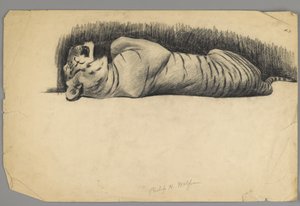 Sleeping tiger (charcoal on paper) by Philip H. Wolfrom