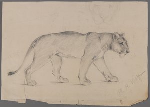 Yürüyen dişi aslan (kağıt üzerinde grafit) by Philip H. Wolfrom
