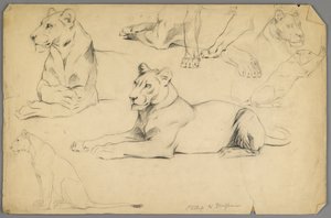 Studies of a lioness (graphite & charcoal on paper) by Philip H. Wolfrom