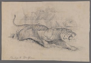 Manzaradaki kaplan (kağıt üzerinde grafit) by Philip H. Wolfrom
