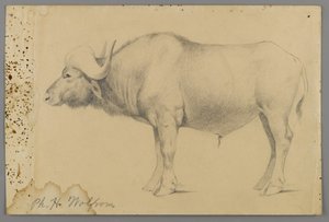 Manda (kağıt üzerinde grafit) by Philip H. Wolfrom