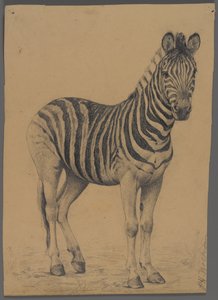 Zebra (kağıt üzerinde grafit) by Philip H. Wolfrom