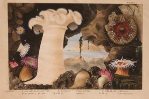 Plaka I, 'Actinologia Britannica: İngiliz Deniz Anemonları ve Mercanlarının Tarihi' için çalışma, c.1858-60 (grafit, kağıt üzerinde wc ve guaj)