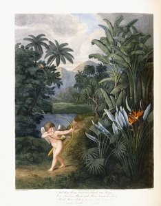 Ve sonra ilahi Linnaeus, c.1796-1807