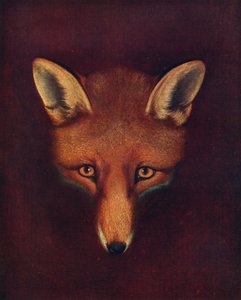 Renard Tilki, c1800, 1922