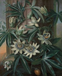 Robert John Thornton'un Flora Tapınağı için Mavi Tutku Çiçeği (Londra, 1799–1812) by Philip Reinagle