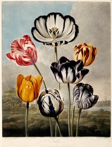 "Laleler", 1798.