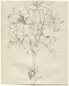 Altı çiçekli bir zambak sapı by Philipp Otto Runge