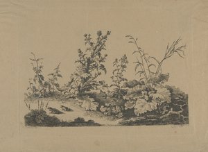 Devedikeni ve kurbağalarla peyzaj çalışması by Philippe Cardon